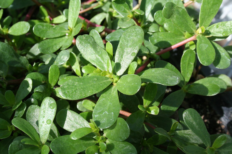 purslane-purdue