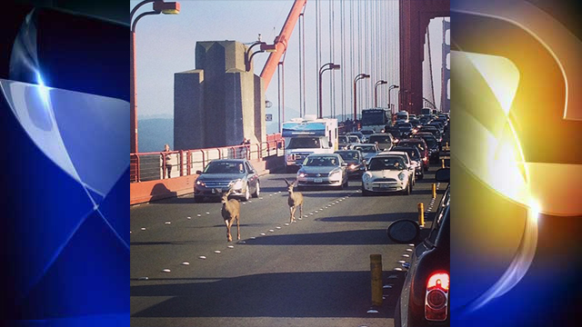 Őzek okoztak dugót a Golden Gate-en