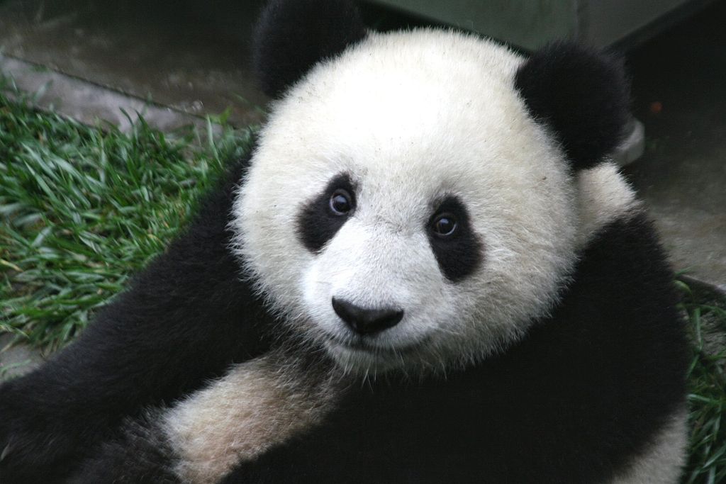 1024px-Panda_Cub_from_Wolong,_Sichuan,_China