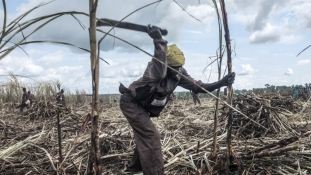 Édesszájú kenyaiak, kesergő gazdák