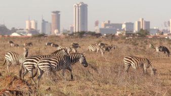 Addig látogasson el Kenyába, Madagaszkárra vagy Mianmarba, amíg nem késő