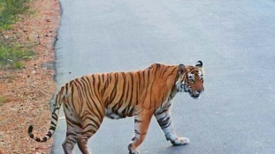 Ne építs utat a tigrisek földjén!