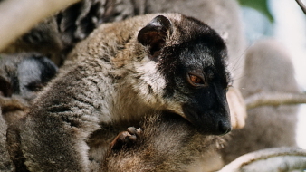 Milyen meglepetések érhetnek Madagaszkáron?