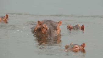 Uganda, Afrika gyöngyszeme