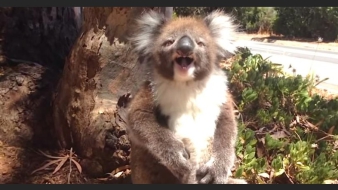 Elüldözték a fáról, teljesen kiakadt a koala