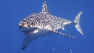 Támad a nagy fehér cápa – videó
