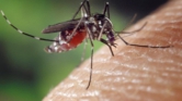 Dengue-láz jelei