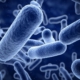 Miért is annyira veszélyes a húsevő baktérium?