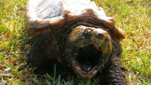 Emberre is veszélyes a Balatonból kifogott teknős