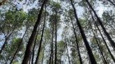 Indonézia teljesen feleslegesen írtja ki az erdőket