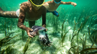 A BAJAU – TÖRZS: AZ OXIGÉNBÚVÁROK KÜLÖNLEGES