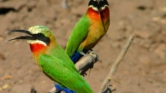 IN TANZANIA, AT LEAST 130 BIRD SPECIES ARE CRITICALLY ENDANGERED