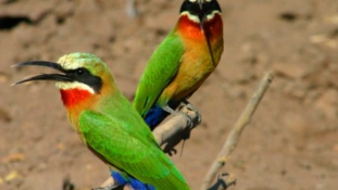 IN TANZANIA, AT LEAST 130 BIRD SPECIES ARE CRITICALLY ENDANGERED