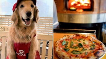 Japánban Bemutatták az Első Kutyáknak Szánt Pizzát